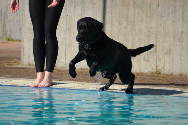 Dog jumping into a pool beside a person in black leggings, illustrating pet-friendly pool usage and water quality considerations.